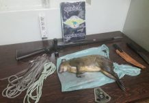 Polícia Ambiental prende homem por abate de animal silvestre