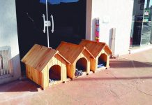 Empresária cria ‘cãodomínio’ para abrigar cães de rua