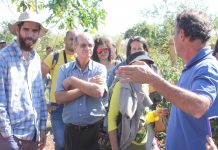 Homeopatia chega à agricultura