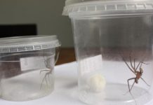 Saúde inicia ação preventiva nas escolas municipais