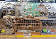 Pedreiro é multado por manter aves em cativeiro em Votuporanga