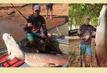 Pirarucu de 90 quilos é capturado no Rio Marinheiro