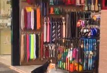 Cachorro ‘furta’ brinquedo de pelúcia em loja e vídeo viraliza na web (assista)