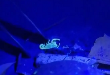 Escorpiões voltam a assustar moradores de Votuporanga