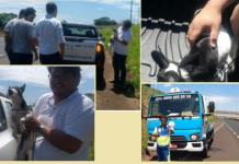 Equipe da Record socorre cachorro atropelado na Euclides da Cunha