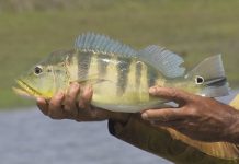 Carlão quer regras para pesca do Tucunaré