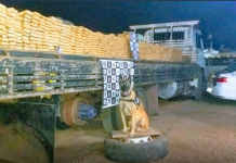 Com ajuda de cão farejador Polícia apreende 273 quilos de droga