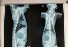 Gato morre com mais de 100 perfurações de tiros em Rio Preto