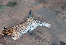 Filhote de onça é encontrado ferido na rodovia Péricles Belini