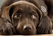 FESTAS – Confira dicas para proteger o seu pet do barulho dos fogos