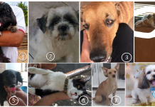 Fogos de artifícios causam o terror entre animais e donos se desesperam