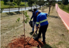 SAEV replanta árvores após ato de vandalismo