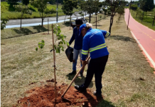 SAEV replanta árvores após ato de vandalismo