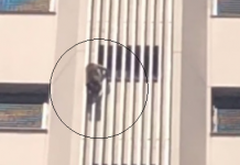 Macaco é flagrado escalando prédio em Araçatuba