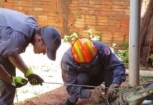 Jacaré de 2 metros é capturado em Pereira Barreto