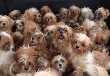 Canil clandestino é descoberto pela polícia