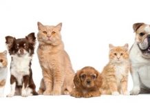 COVID-19 não é transmitido por cachorros e gatos