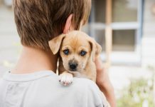 CPVA Intensifica adoção permanente de cães