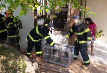 Onça invade casa em Monte Aprazível
