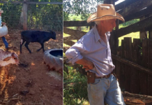 Em Riolândia, bandidos invadem propriedade rural e furtam mais de 15 cabeças de gado