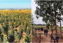Guarda Civil é chamada para conter aglomeração em plantação de girassol em Rio Preto