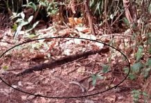 Pai e filho encontram jiboia durante passeio no Bosque Municipal de Jales
