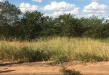 FERNANDÓPOLIS – Morador alerta para perigo de onças no bairro Mário Benez