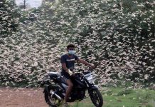 Nuvem de gafanhotos na África e Ásia é a pior em 25 anos