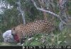Câmera instalada em fazenda no MS flagra onça-pintada se alimentando