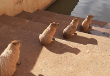 Capivaras em `distanciamento social` no Parque da Cultura e araras `aglomeradas` na Zona Sul