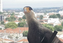 VISITA INESPERADA