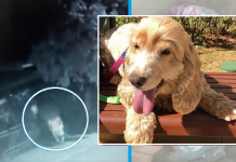 Suspeito de envenenar cães no San Remo é multado em R$6mil