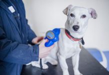 Fundo Social inicia processo de chipagem em animais pelo CPVA