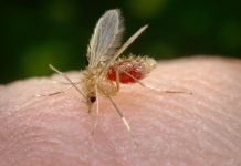 Semana Estadual da Leishmaniose reforça os cuidados para conter a proliferação do mosquito palha