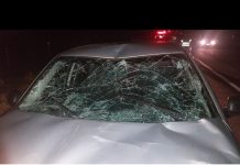 Vaca solta na Euclides provoca acidente