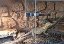 Ambiental apreende cobras e bichos exóticos em residência de Jales