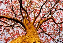 Projeto na SAB é desenvolvido para dar boas-vindas à primavera