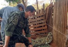 Onça-parda é capturada de dentro de chácara na região