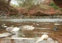 Peixes são encontrados mortos no Rio Turvo