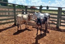 Gado furtado em Tanabi seria entregue em Votuporanga