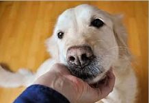 CPVA incentiva adoção responsável de cães e gatos com necessidades especiais