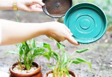 Secretaria da Saúde alerta a população para o combate ao Aedes aegypti