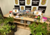 Homem é preso com plantação de maconha em casa