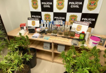Homem é preso com plantação de maconha em casa