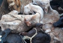 Motorista é flagrado transportando cabeças de gado feridas