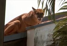 Jales: onça é resgatada por bombeiros após ser vista em telhado