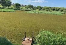 Represa urbana em Votuporanga está coberta de algas