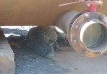 Jacaré de 2 metros é capturado em Usina da região