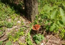 Polícia Ambiental flagra corte de árvores em Floreal