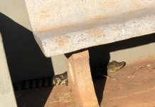 Polícia Ambiental captura filhote de jacaré em praça de Nova Luzitânia